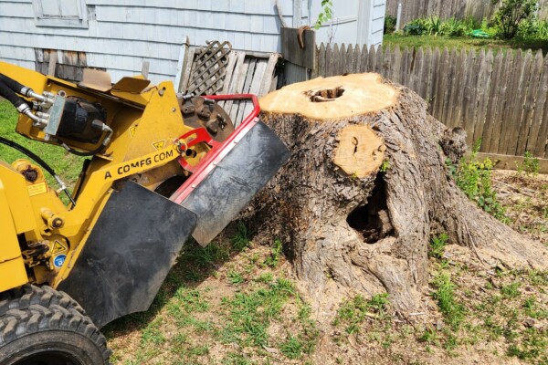 Tree stump harboring carpenter ants and other pests