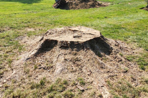 Decaying tree stump that can spread fungal disease