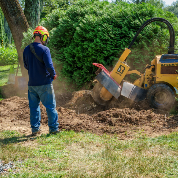 Pioneer Stump at Work