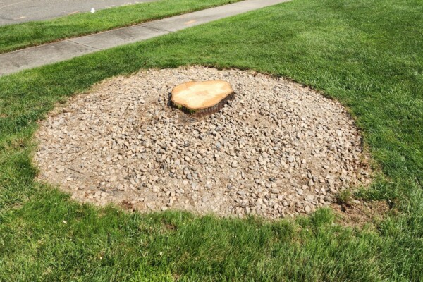 Tree stump detracting from a property's curb appeal
